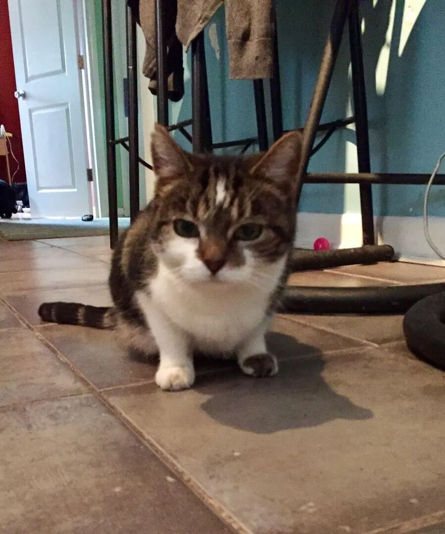 Lost cat in Columbus, OH, 43202