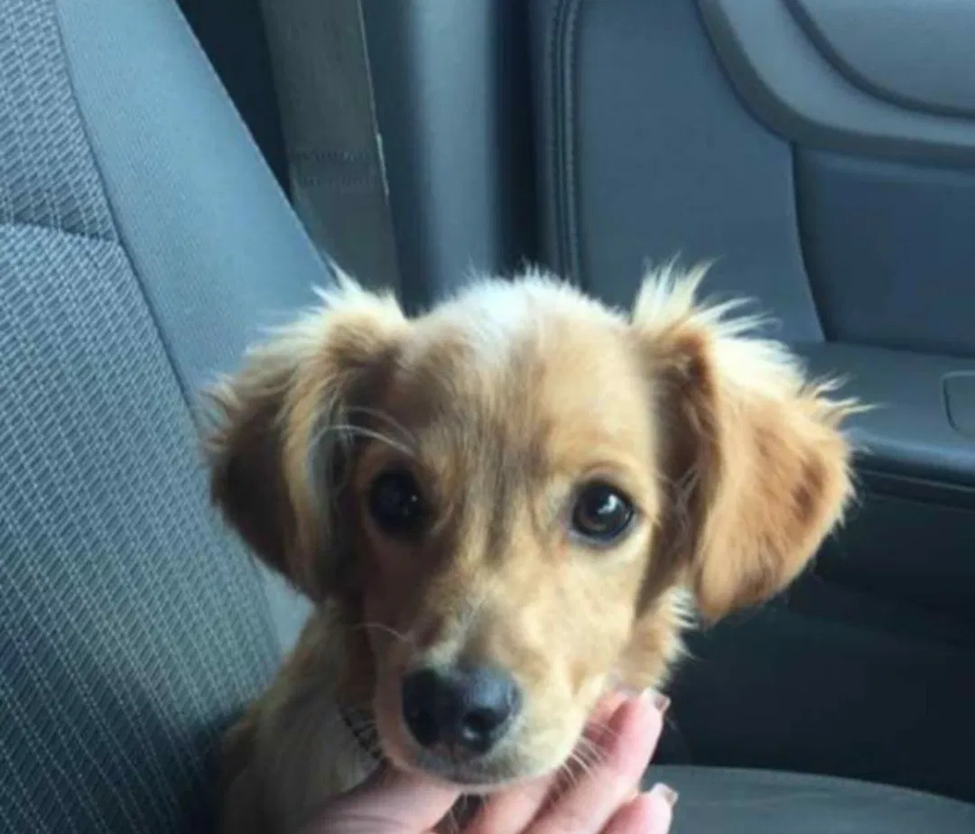 Lost dog in Anthony, NM, 88021