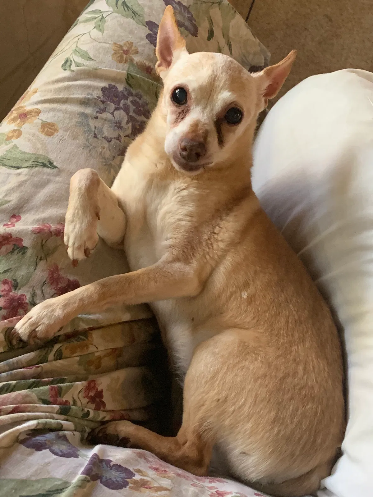 Lost dog in South Lake Tahoe, CA, 96150
