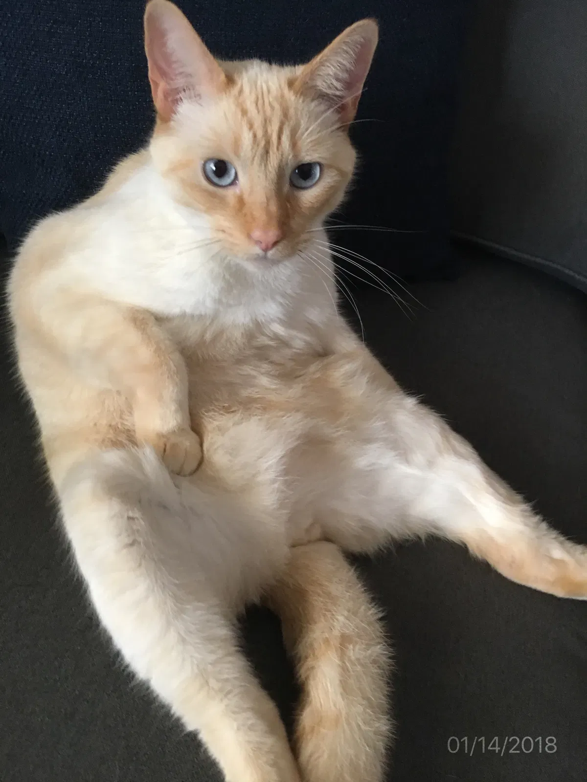 Lost cat in Clayton, CA, 94517