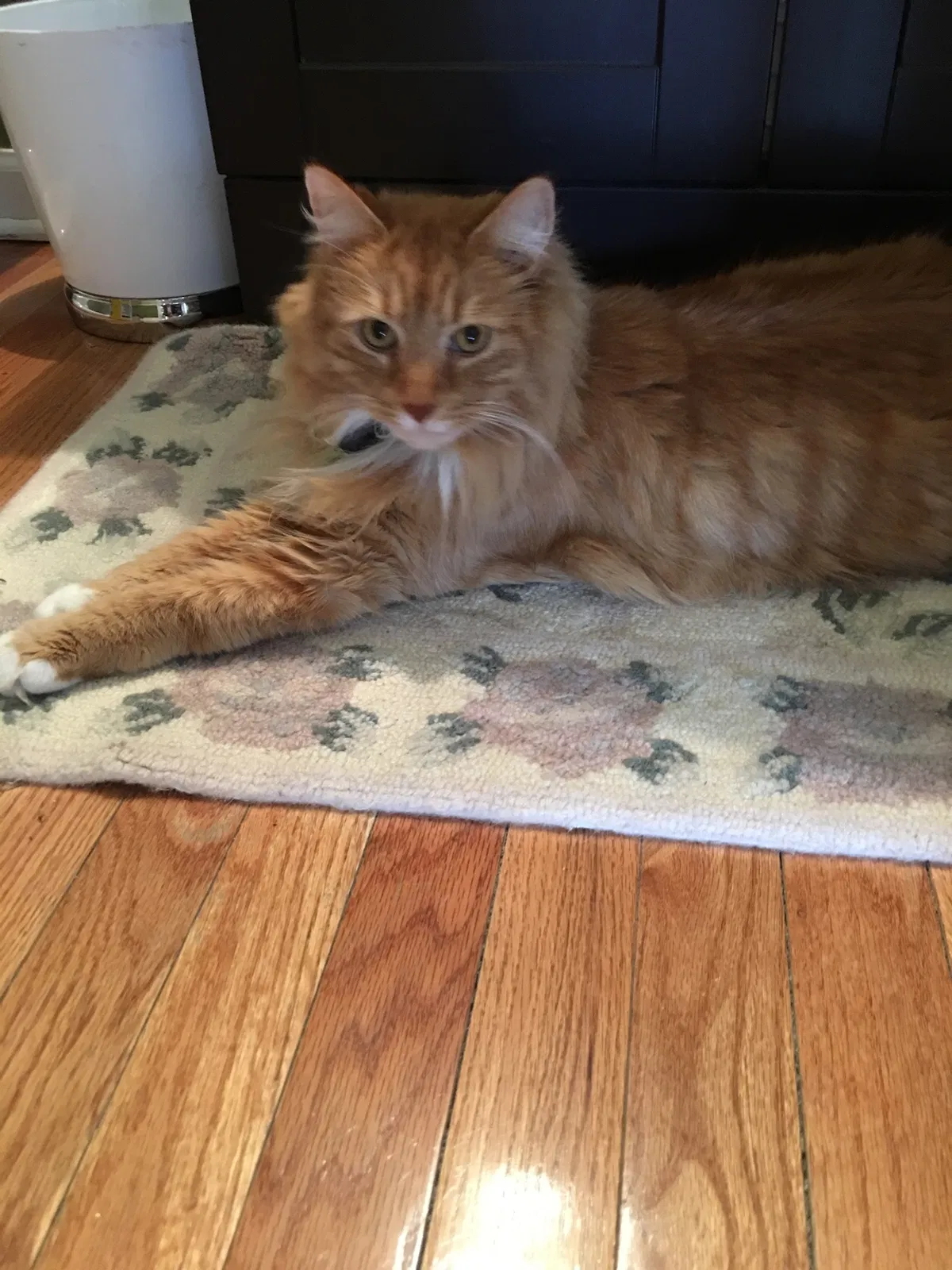 Lost cat in Sewickley, PA, 15143