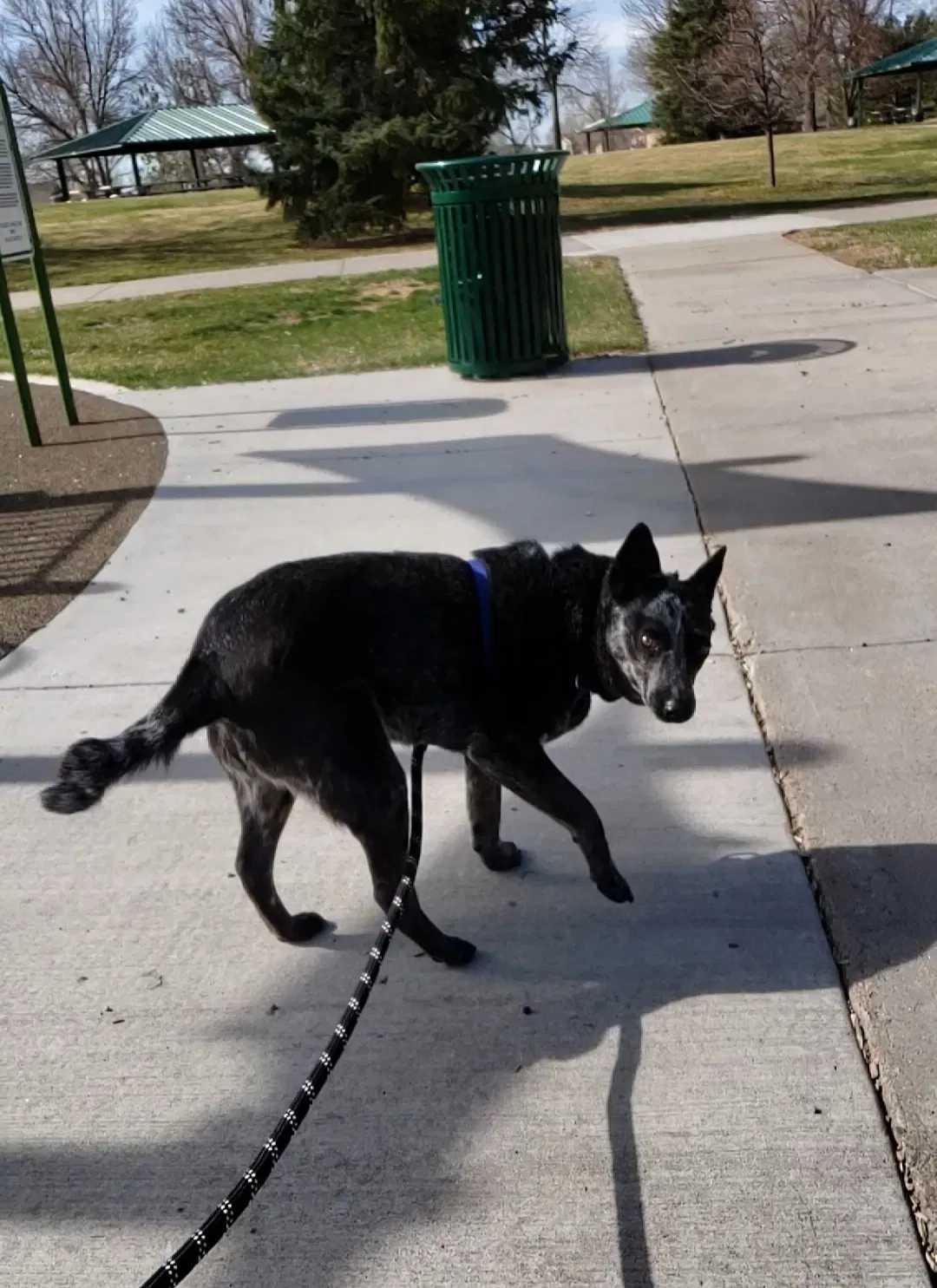Lost dog in Greeley, CO, 80631