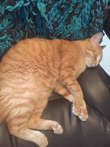 Lost cat in Lakeland, FL, 33811