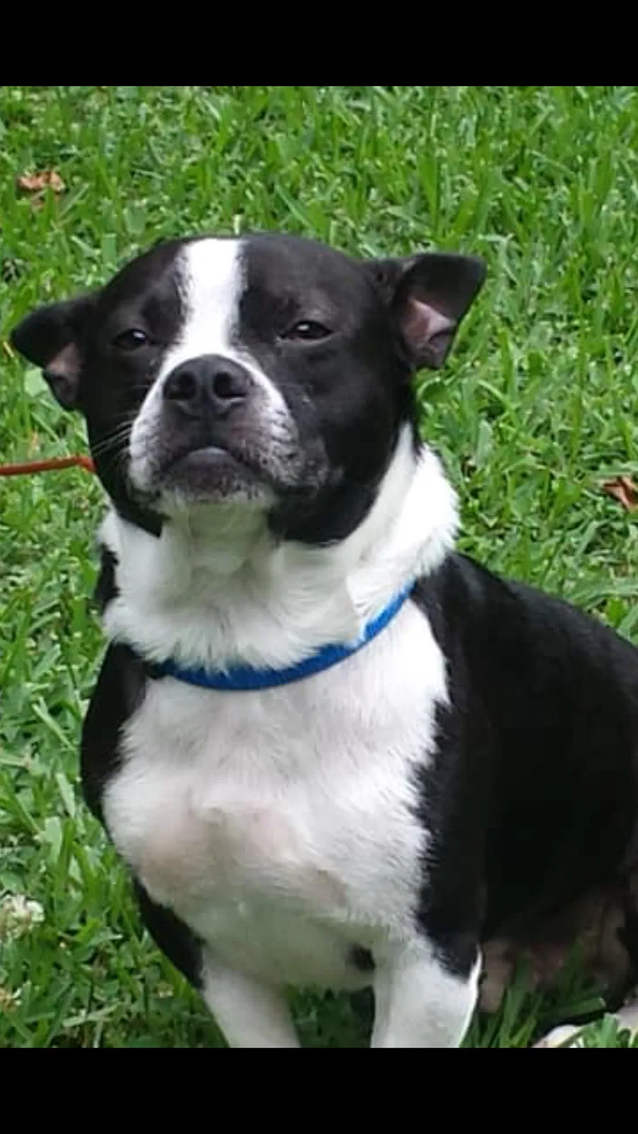 Lost dog in Molena, GA, 30258