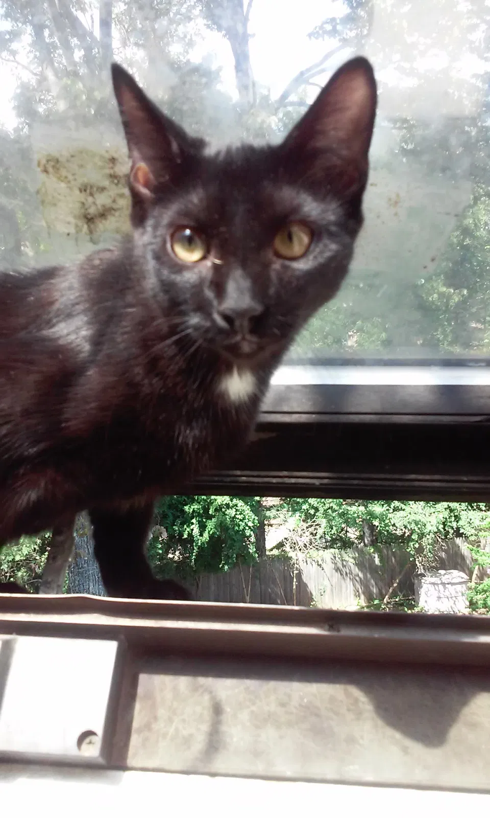 Lost cat in South Plainfield, NJ, 7080