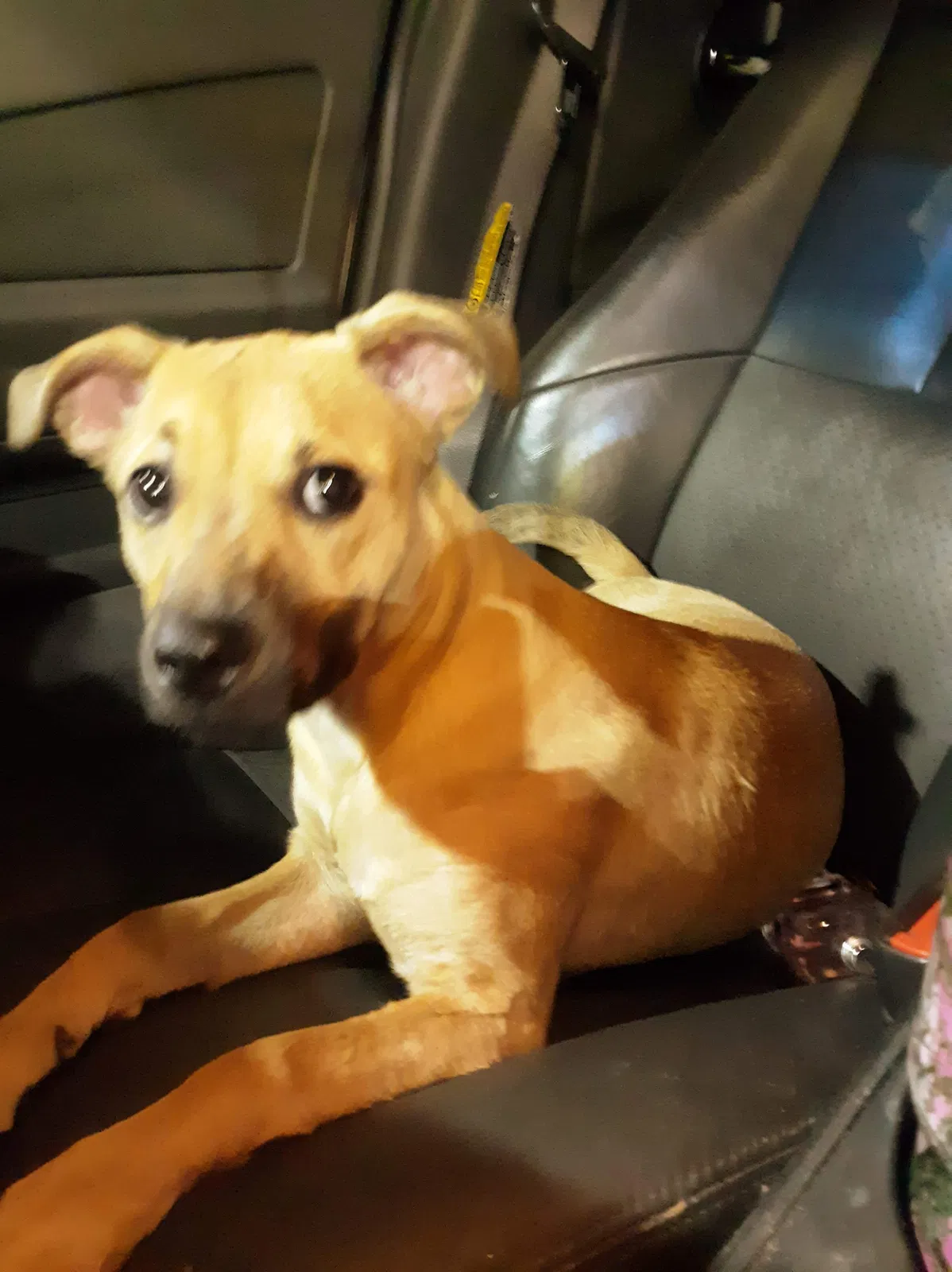 Lost dog in Limestone, TN, 37681