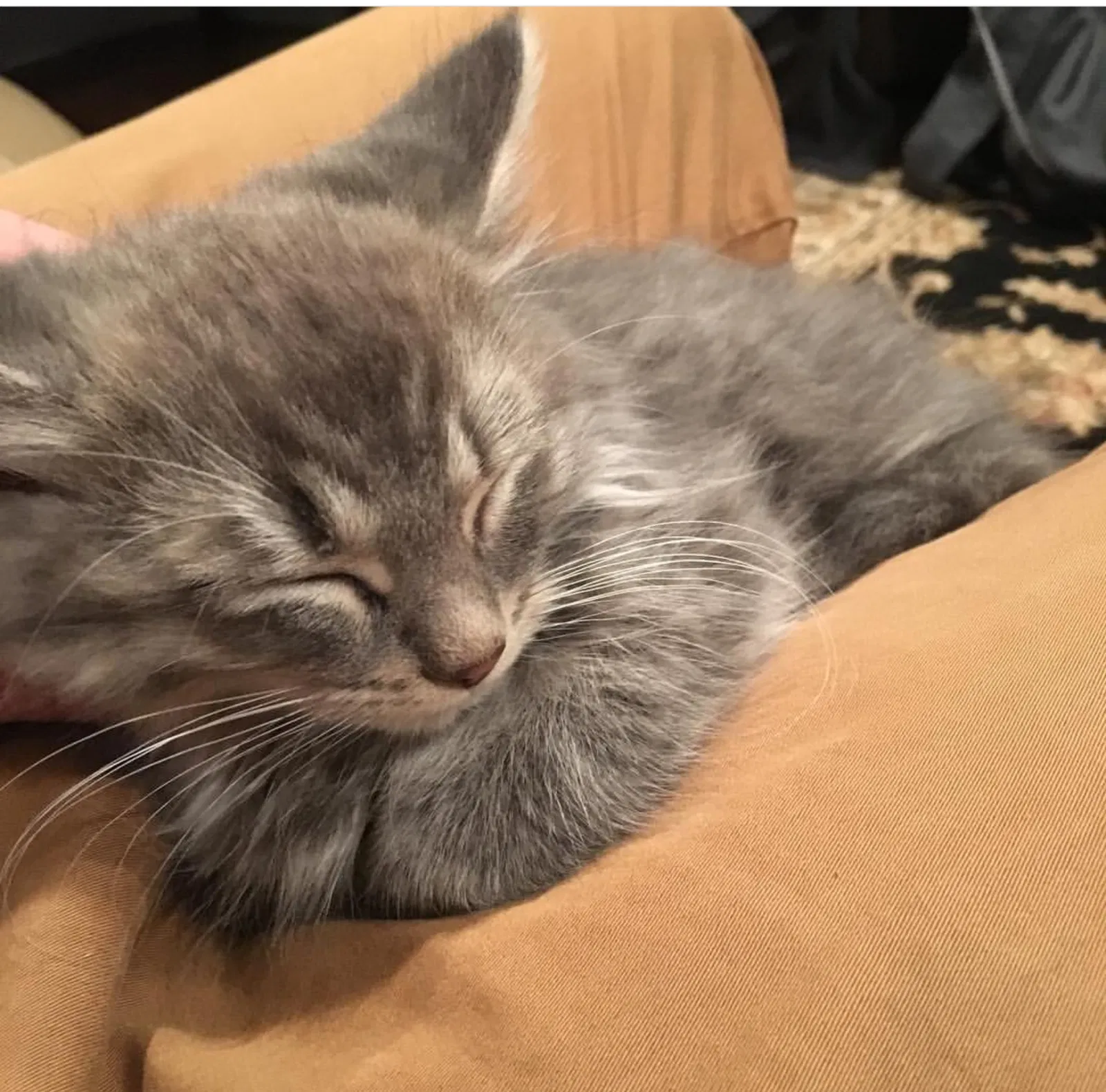 Lost cat in Sioux Falls, SD, 57103