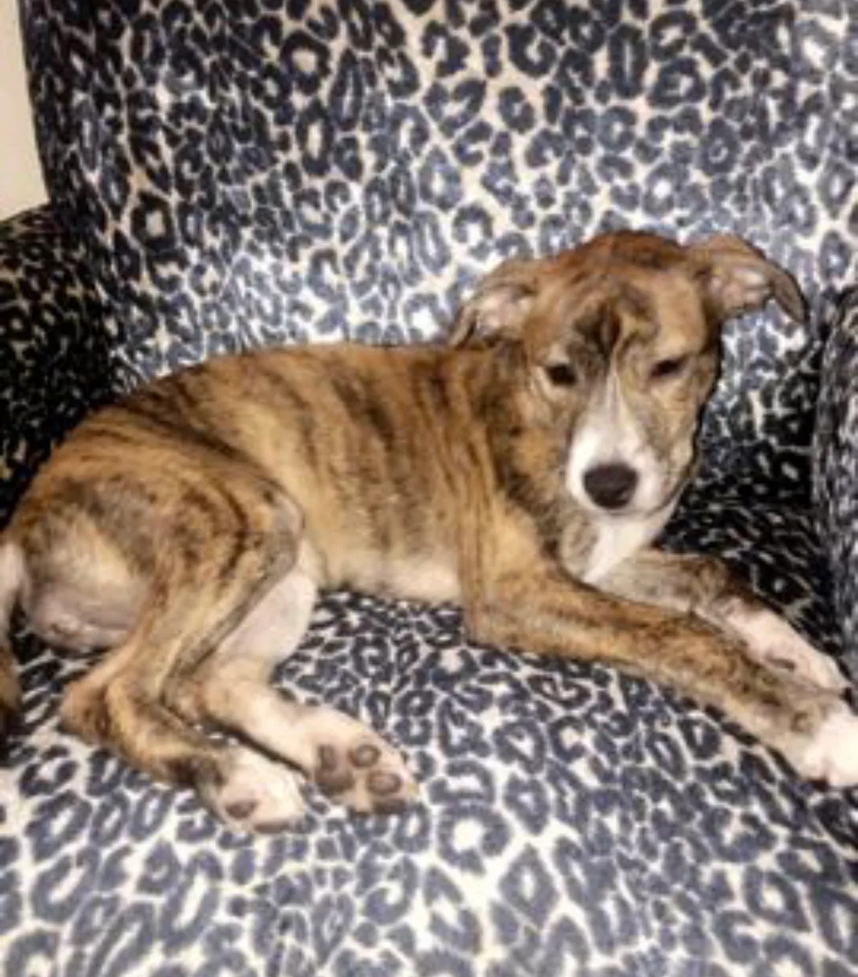 Lost dog in Fresno, CA, 93650
