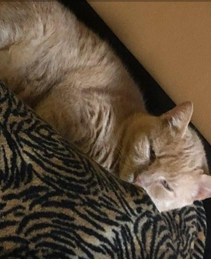 Lost cat in Glen Allen, VA, 23060