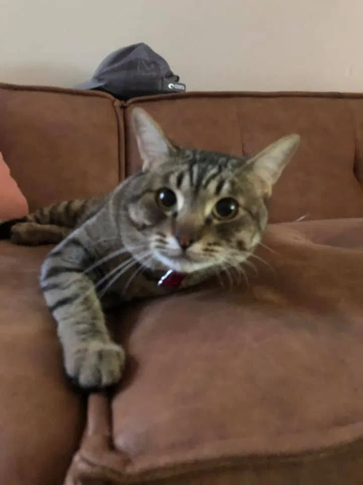 Lost cat in Missoula, MT, 59801