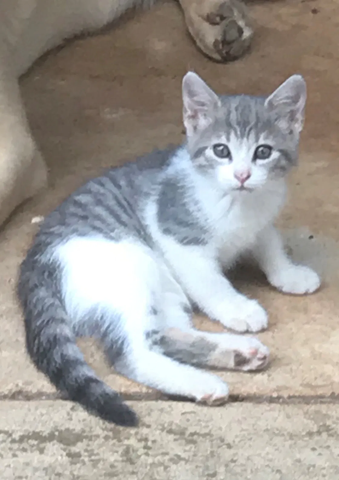 Lost cat in Watkinsville, GA, 30677