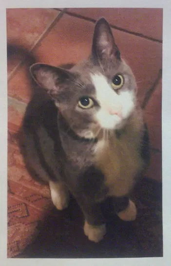 Lost cat in Malvern, PA, 19355
