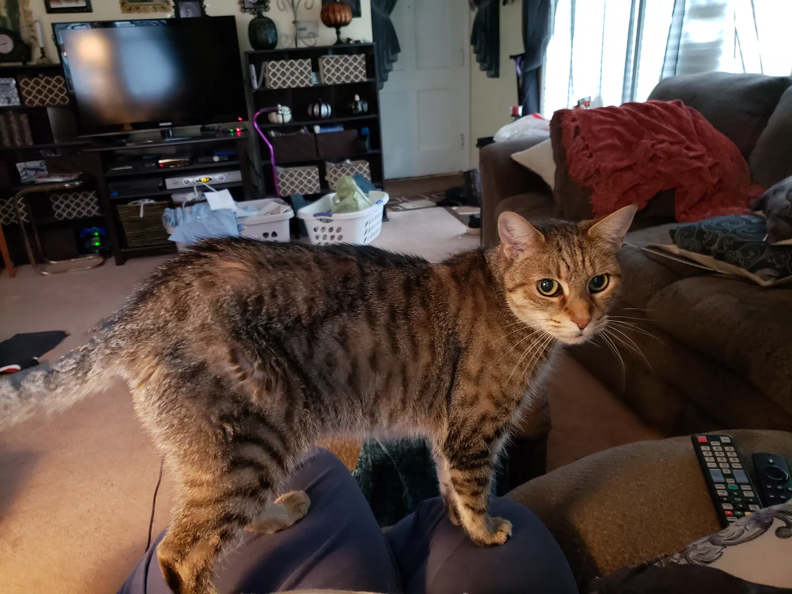 Lost cat in Buffalo, NY, 14223