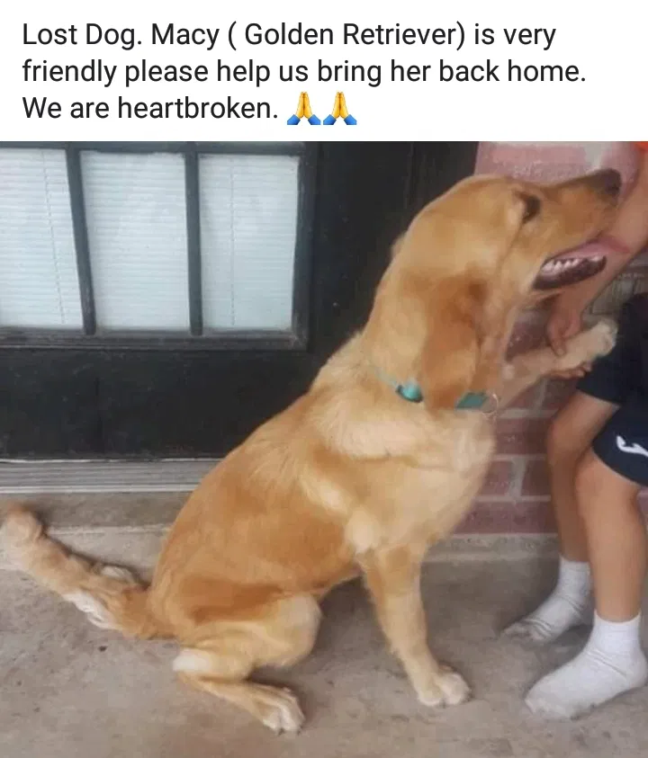 Lost dog in Brownsville, TX, 78526