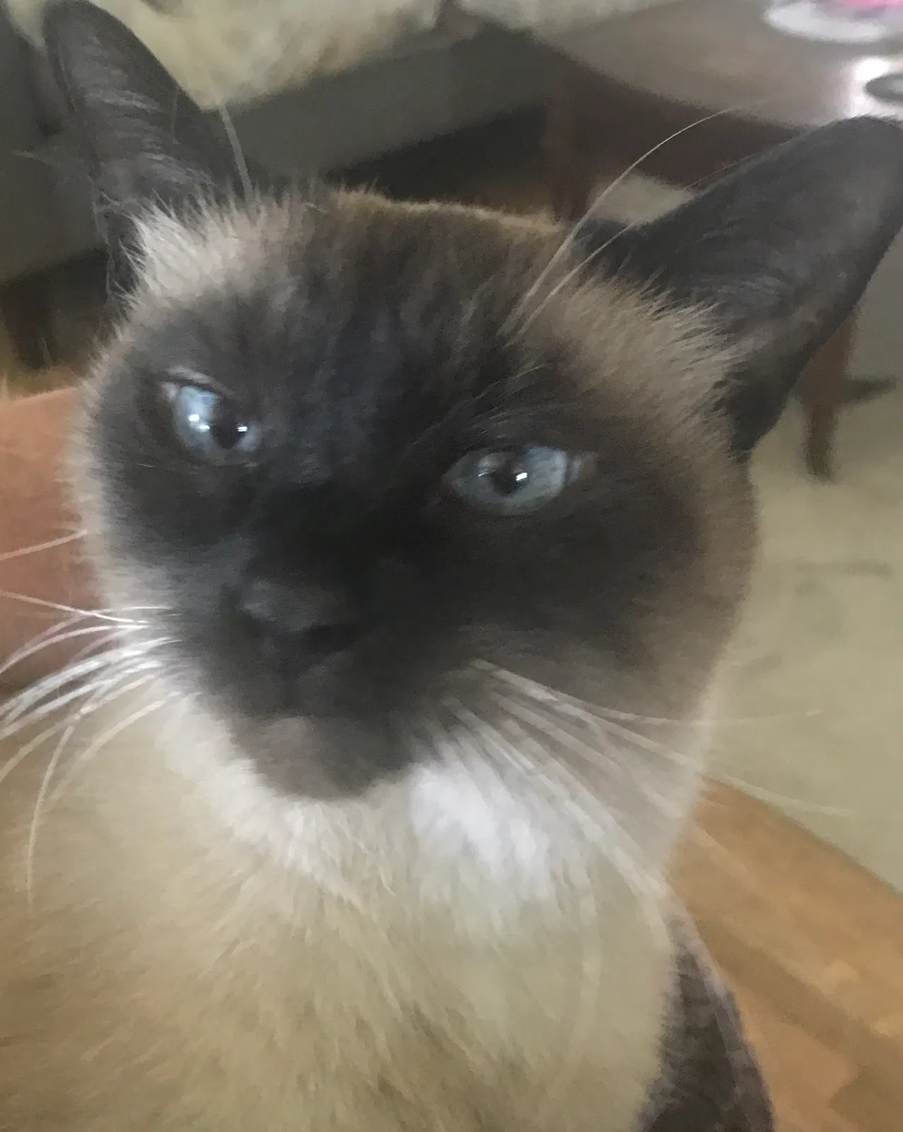 Lost cat in Columbus, OH, 43215
