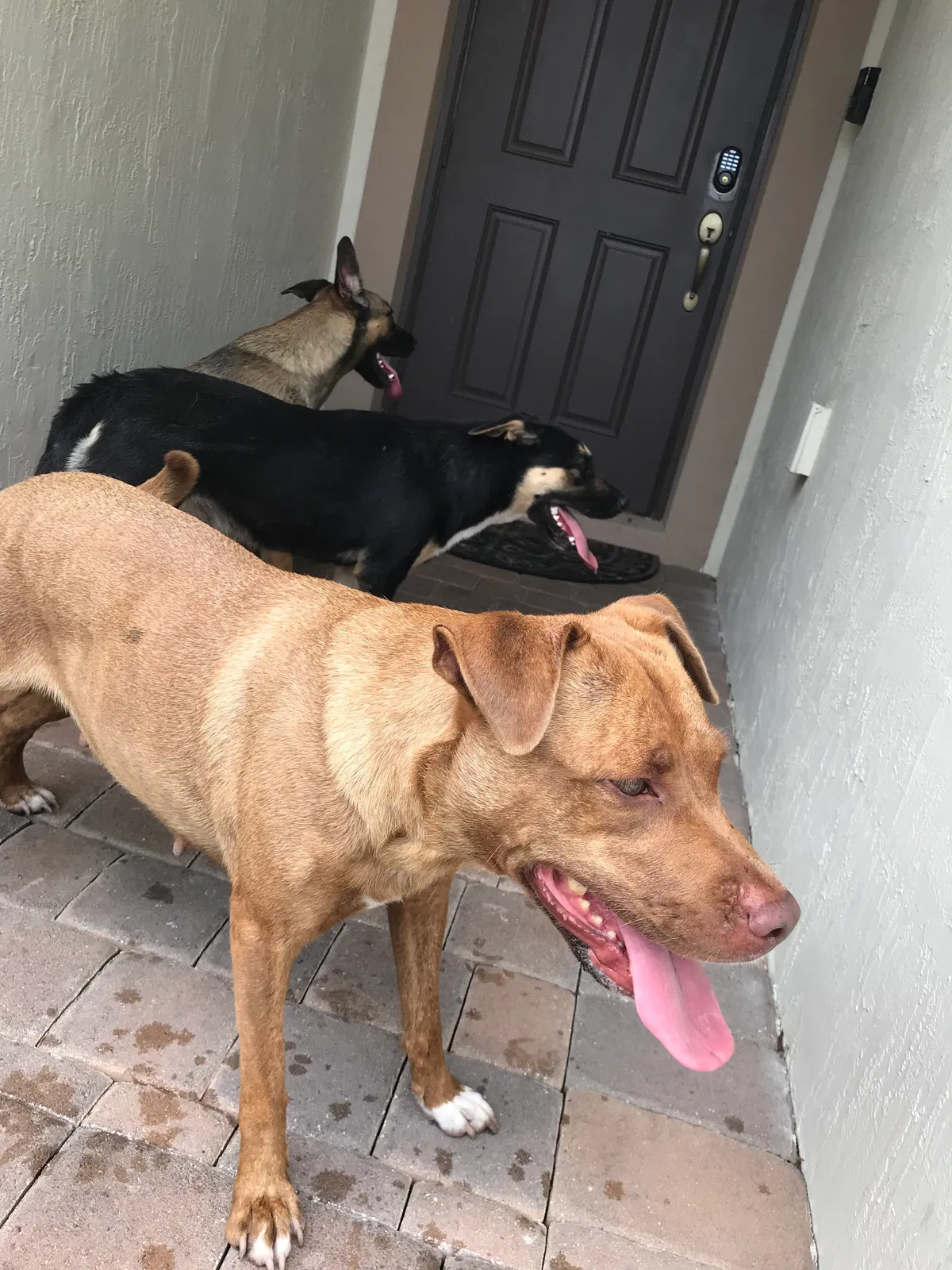 Found dog in Homestead, FL, 33033