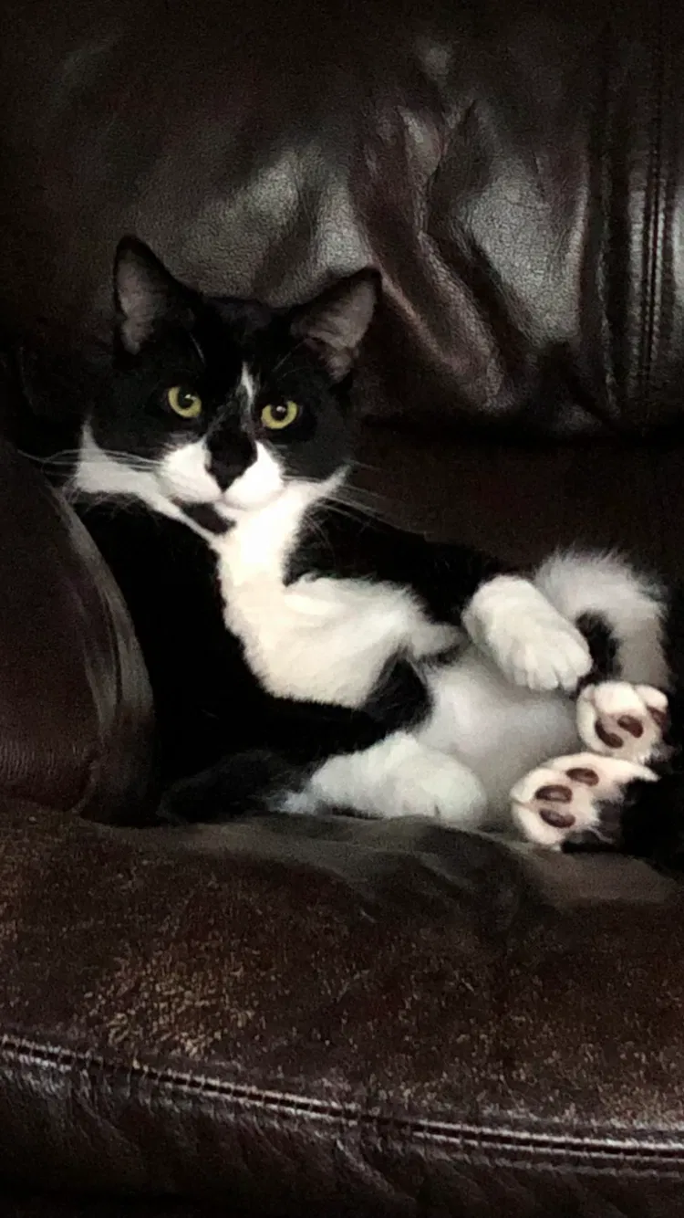Lost cat in Rochester, MN, 55902