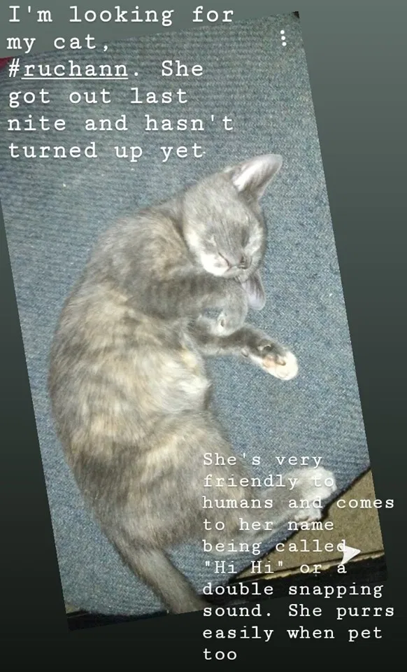 Lost cat in Melbourne, FL, 32901