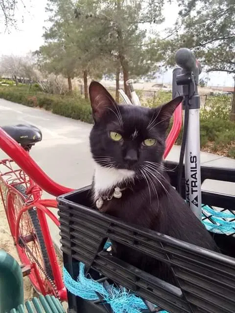 Lost cat in Lancaster, CA, 93534