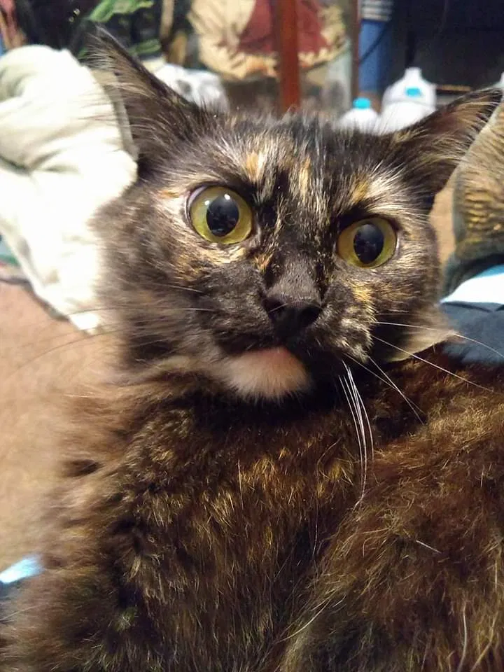 Lost cat in Charlotte, NC, 28208
