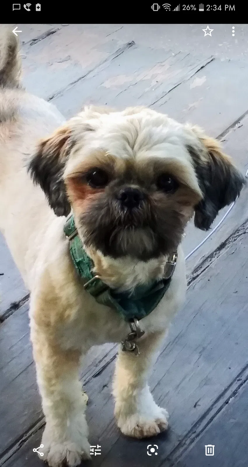 Lost dog in Kansas City, MO, 64124
