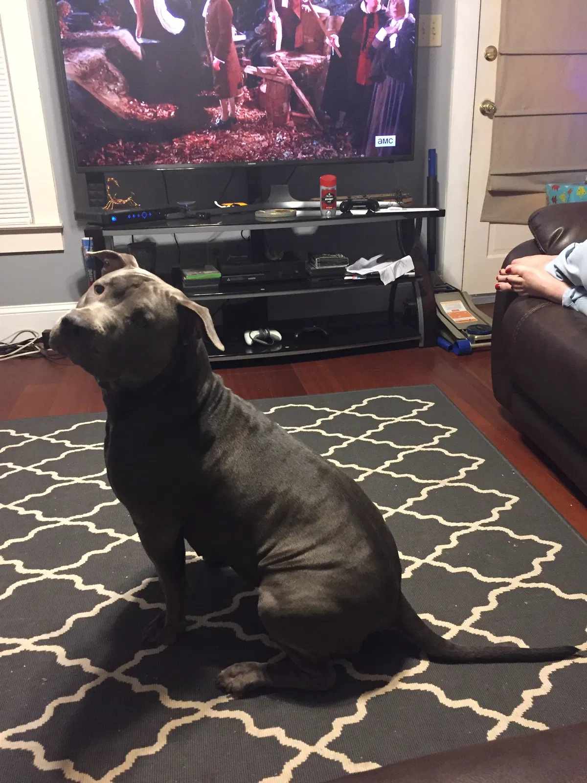 Lost dog in Kannapolis, NC, 28081