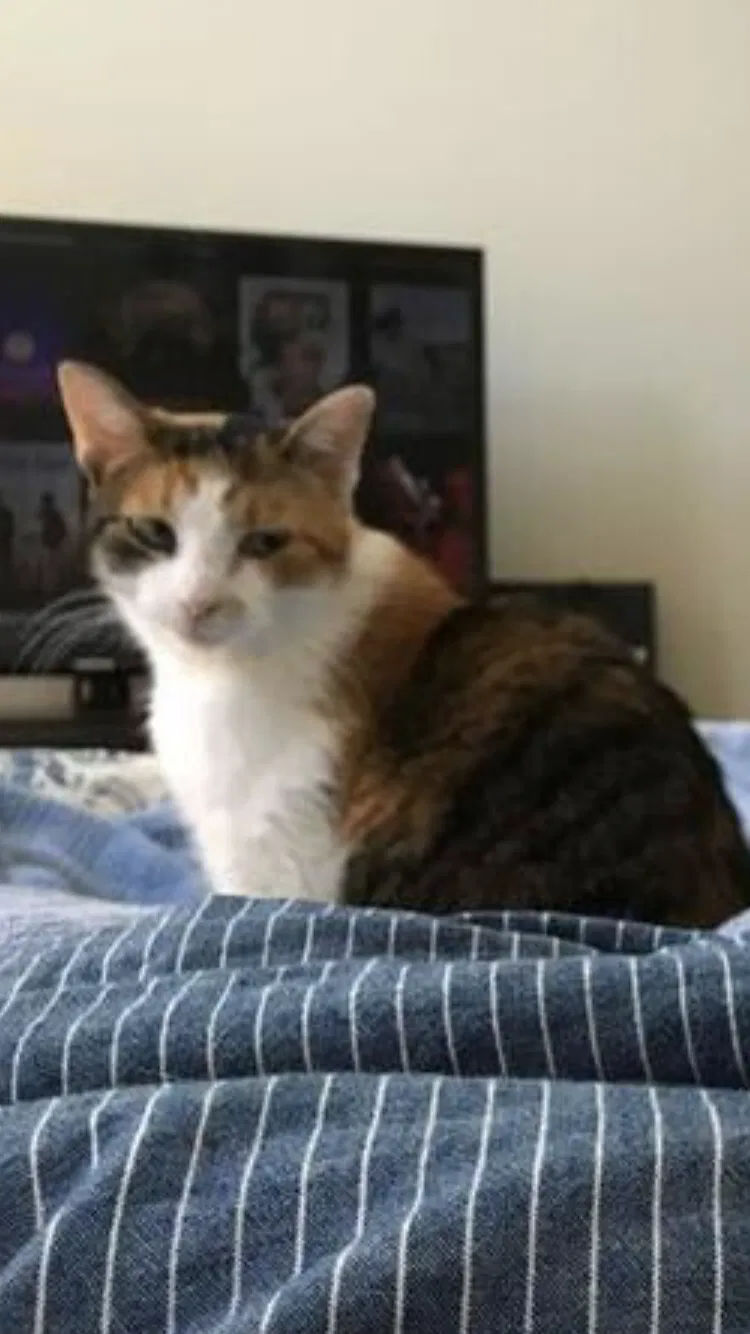 Lost cat in Indianapolis, IN, 46234