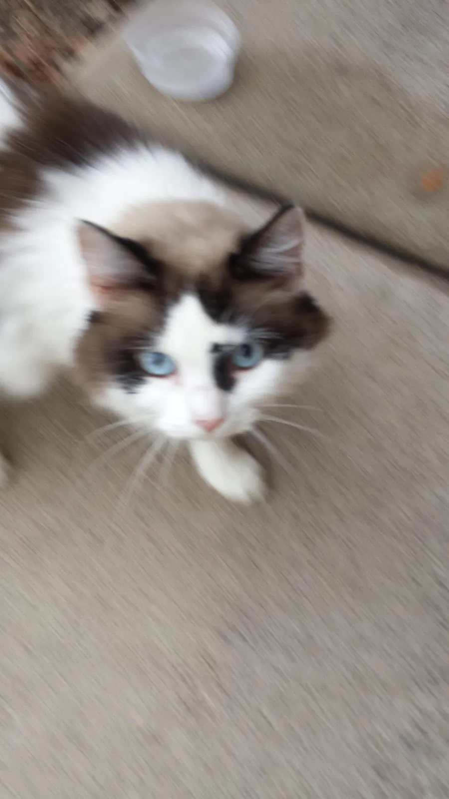 Found cat in Phoenix, AZ, 85053