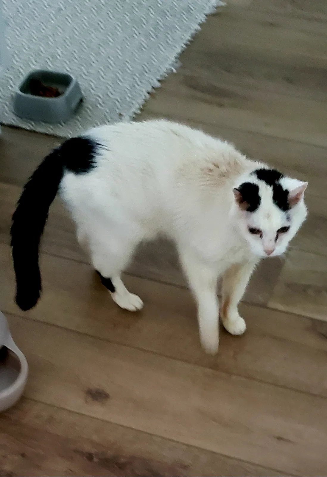 Lost cat in Long Beach, CA, 90803