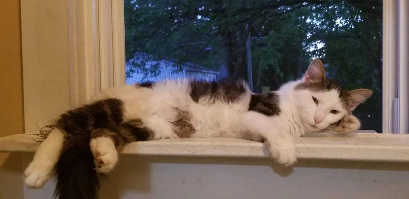 Lost cat in Fort Wayne, IN, 46808
