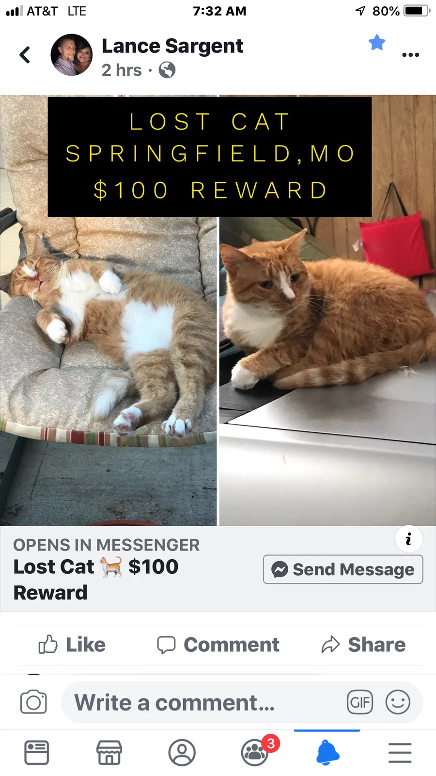 Lost cat in Springfield, MO, 65806