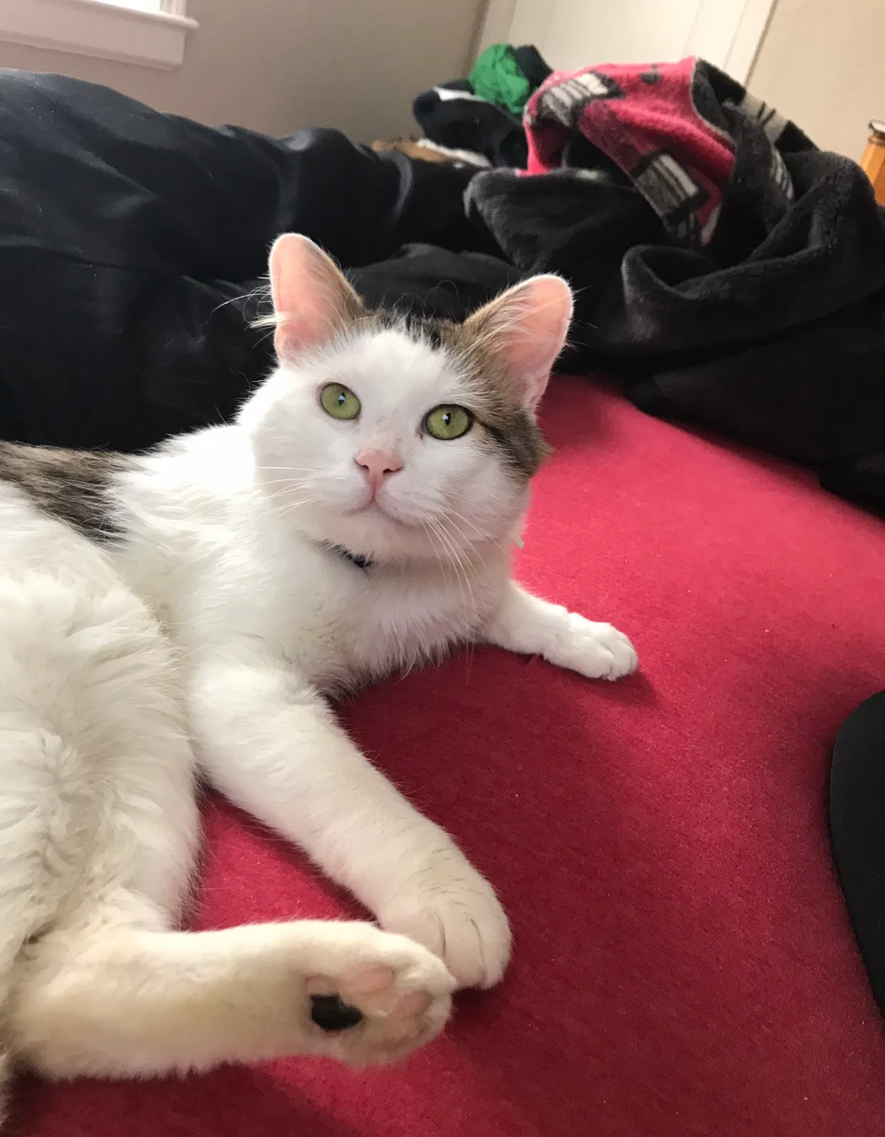 Lost cat in Cuyahoga Falls, OH, 44221
