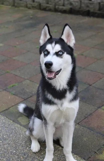 Lost dog in Tacoma, WA, 98408