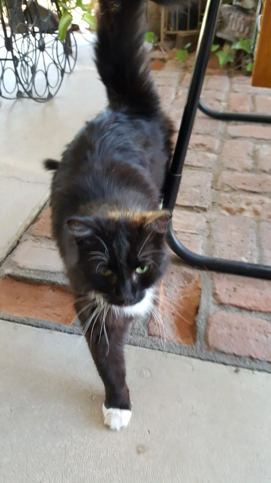 Lost cat in Phoenix, AZ, 85050