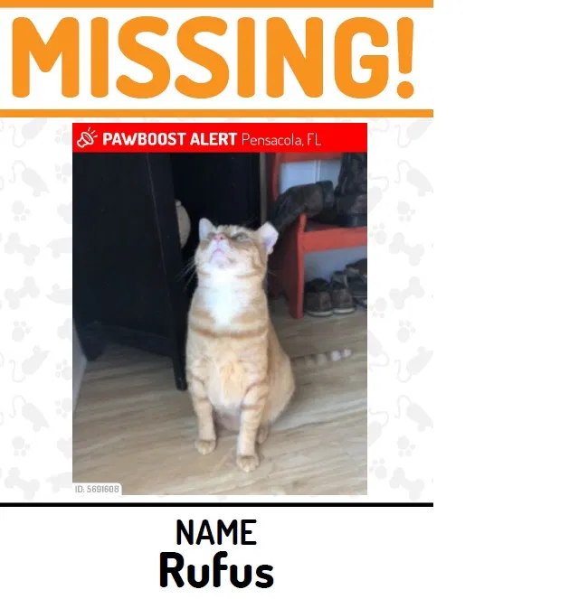 Lost cat in Pensacola, FL, 32526