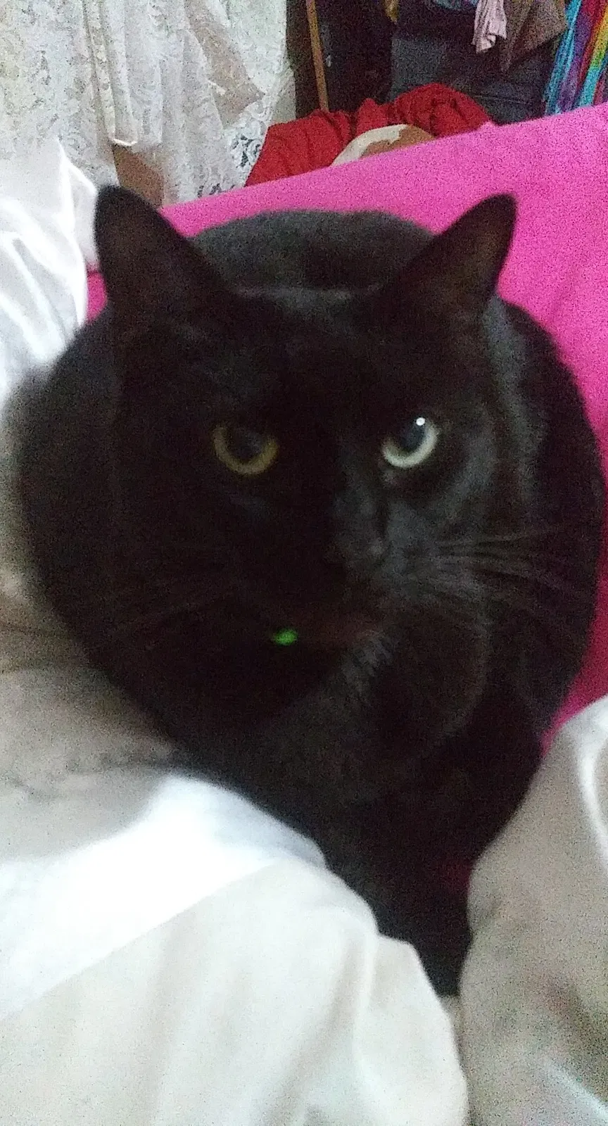 Lost cat in Jacksonville, FL, 32206