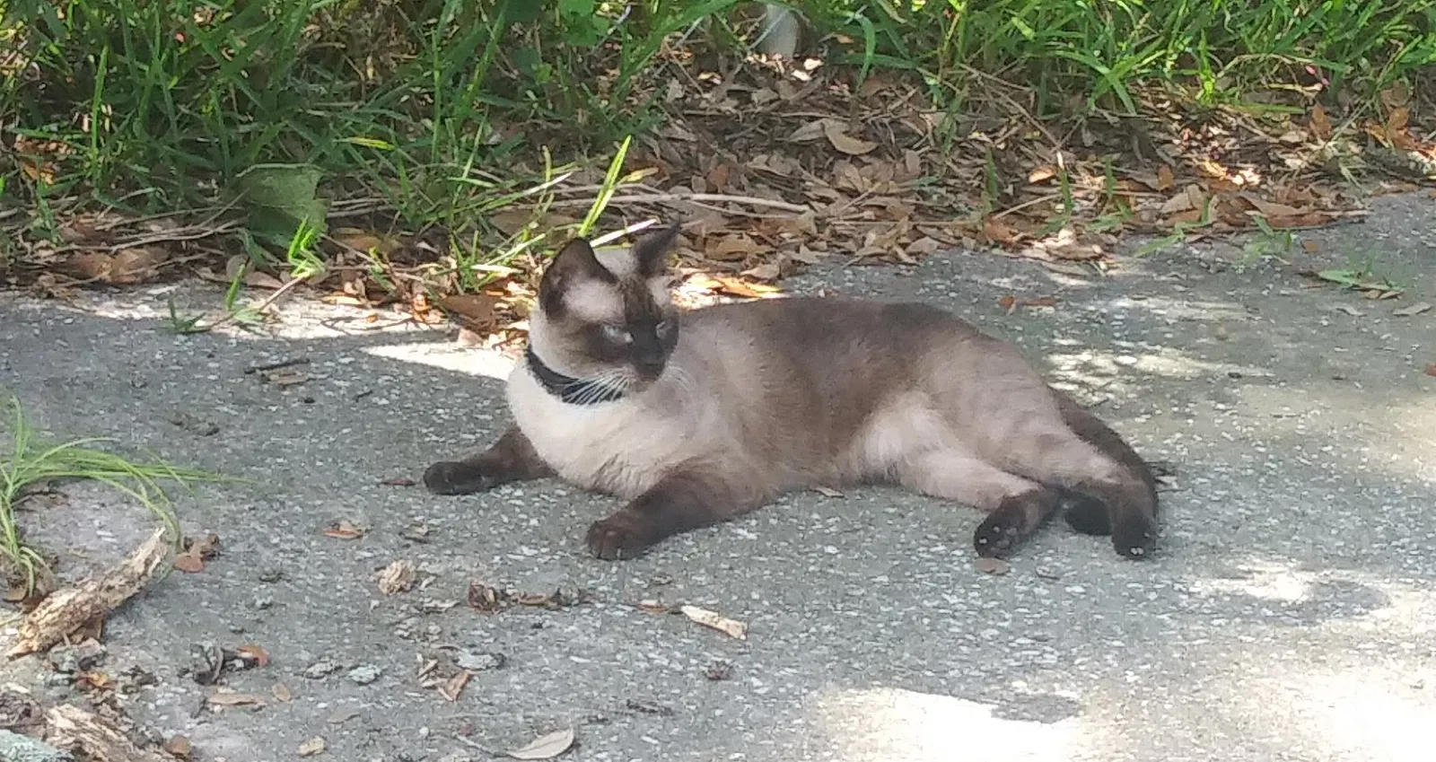 Lost cat in Jacksonville, FL, 32206