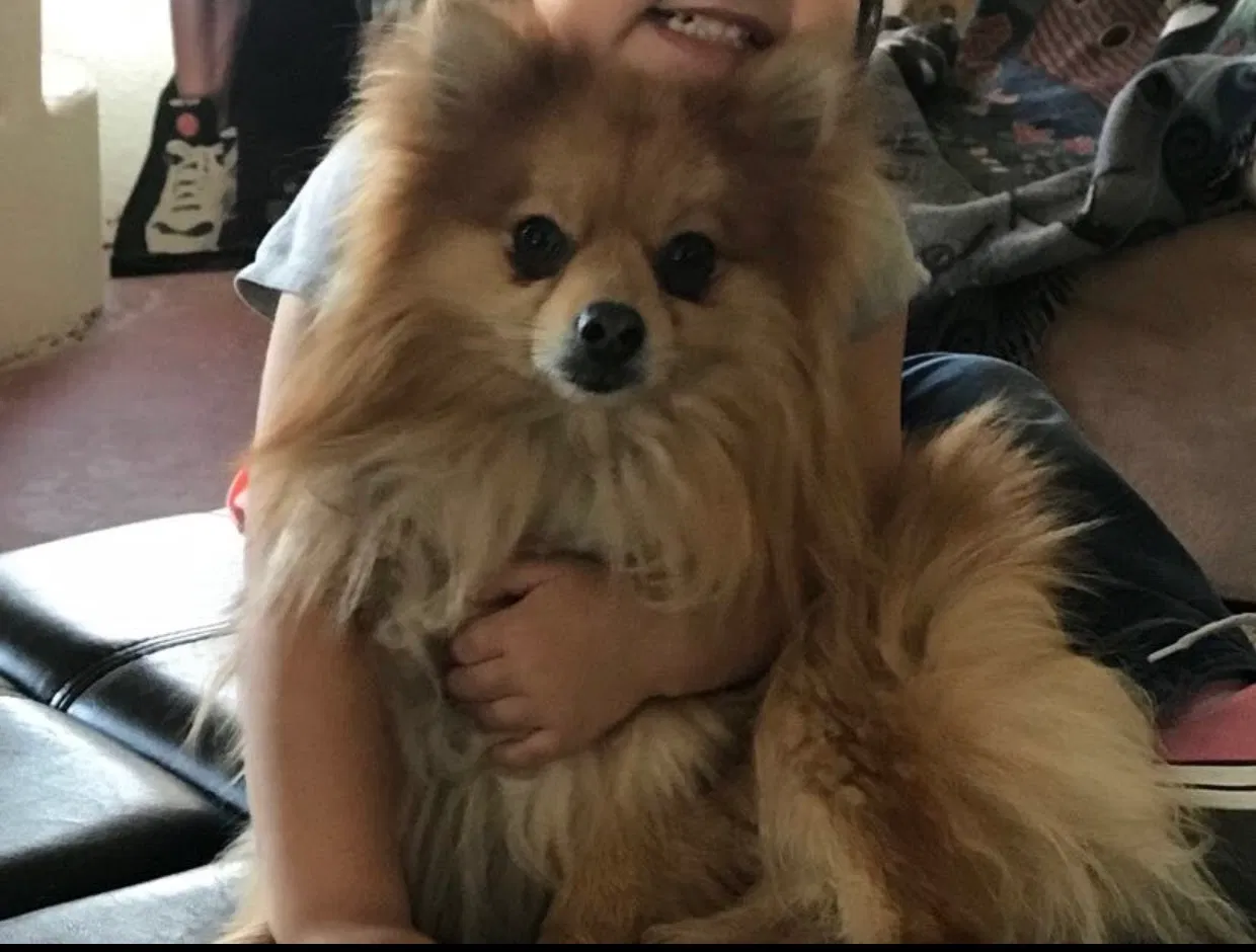 Lost dog in El Paso, TX, 79938