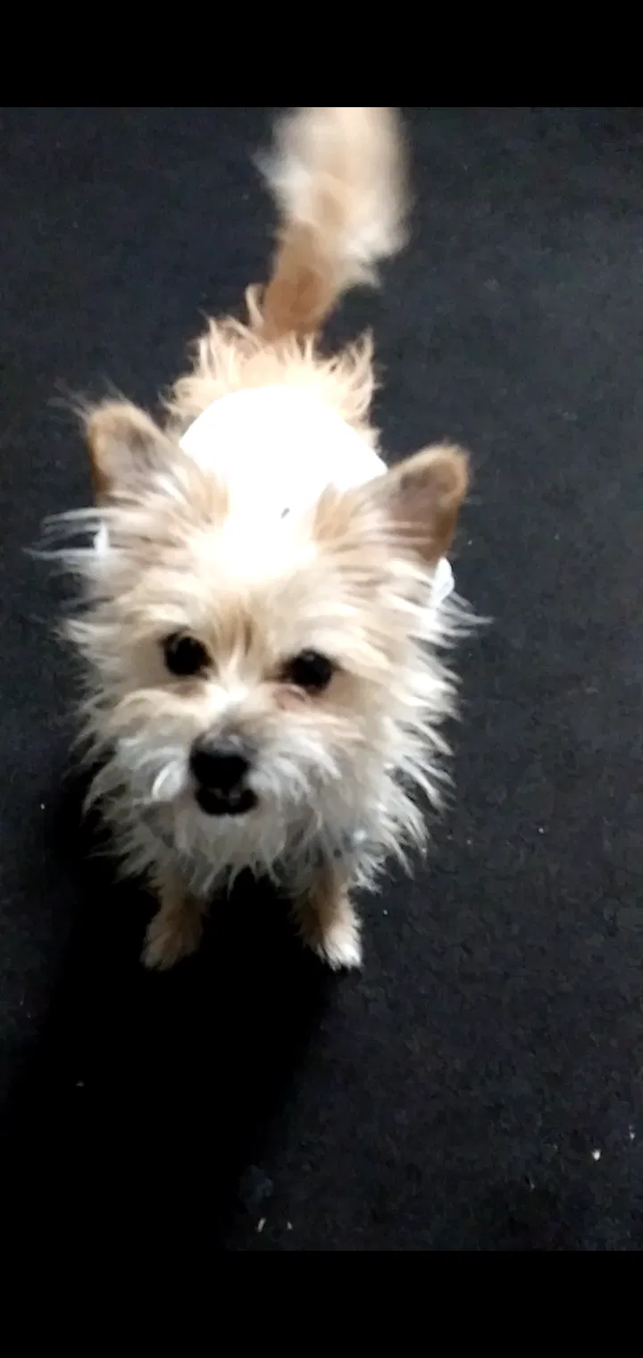 Lost dog in Columbus, OH, 43223