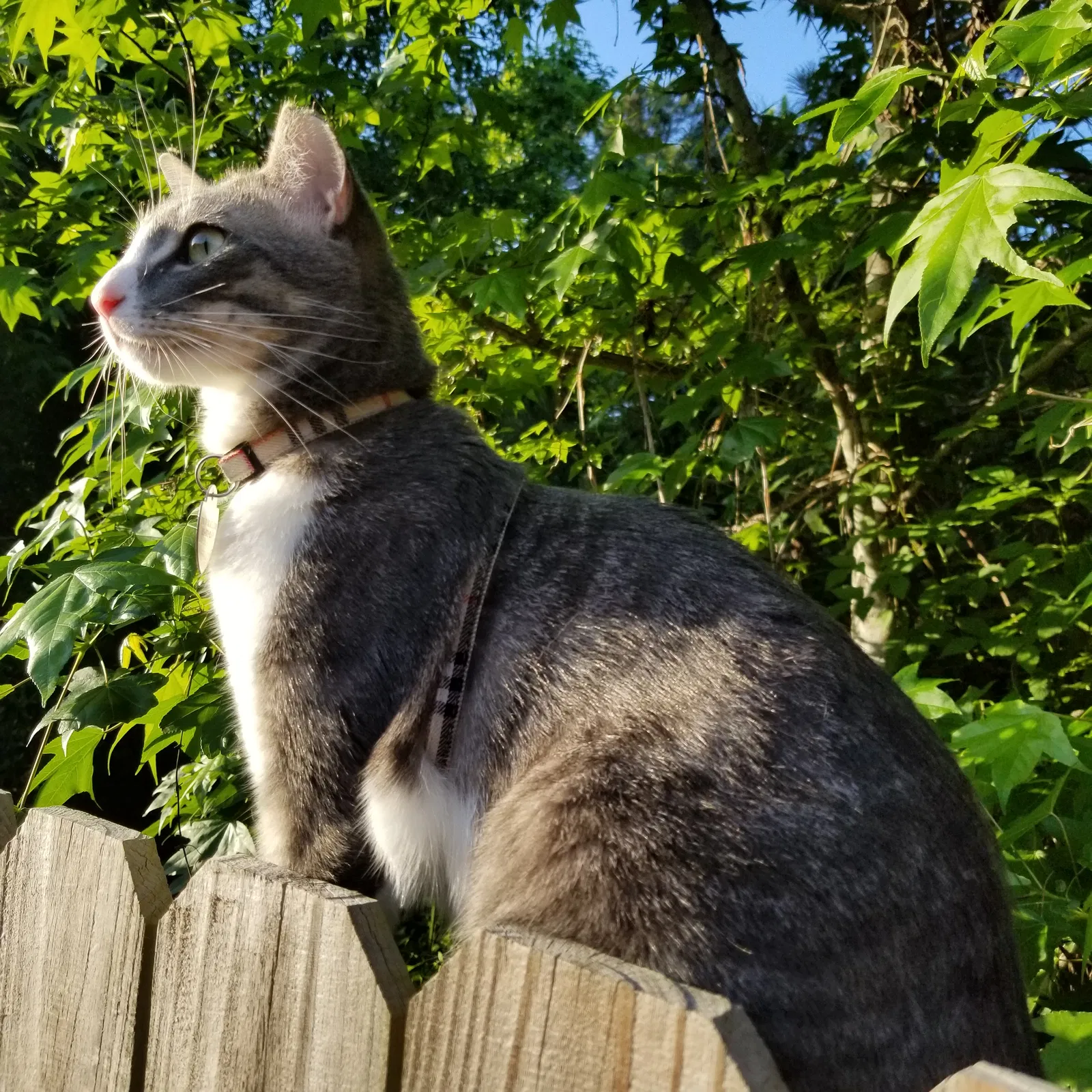 Lost cat in Cottondale, AL, 35453