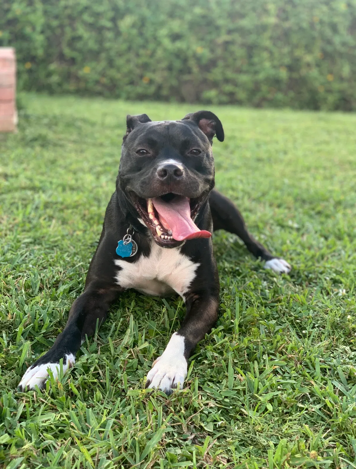 Lost dog in Naples, FL, 34116