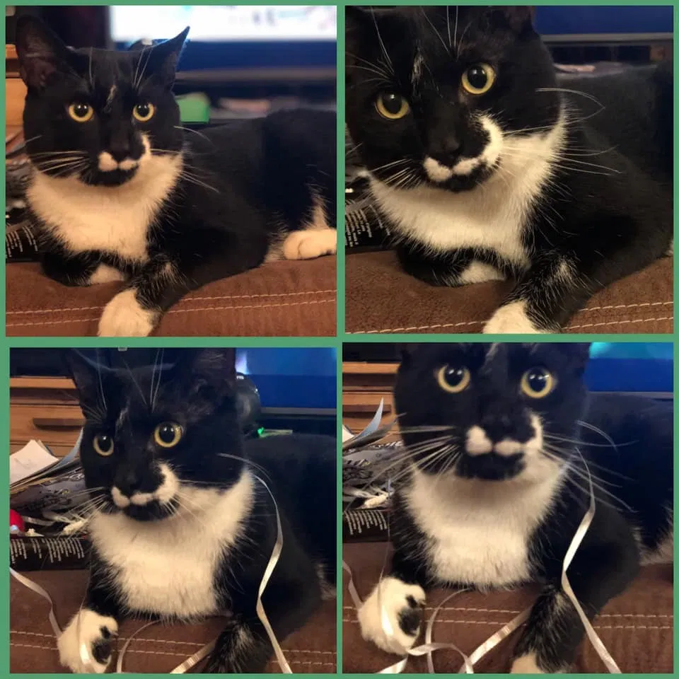 Lost cat in York, PA, 17406