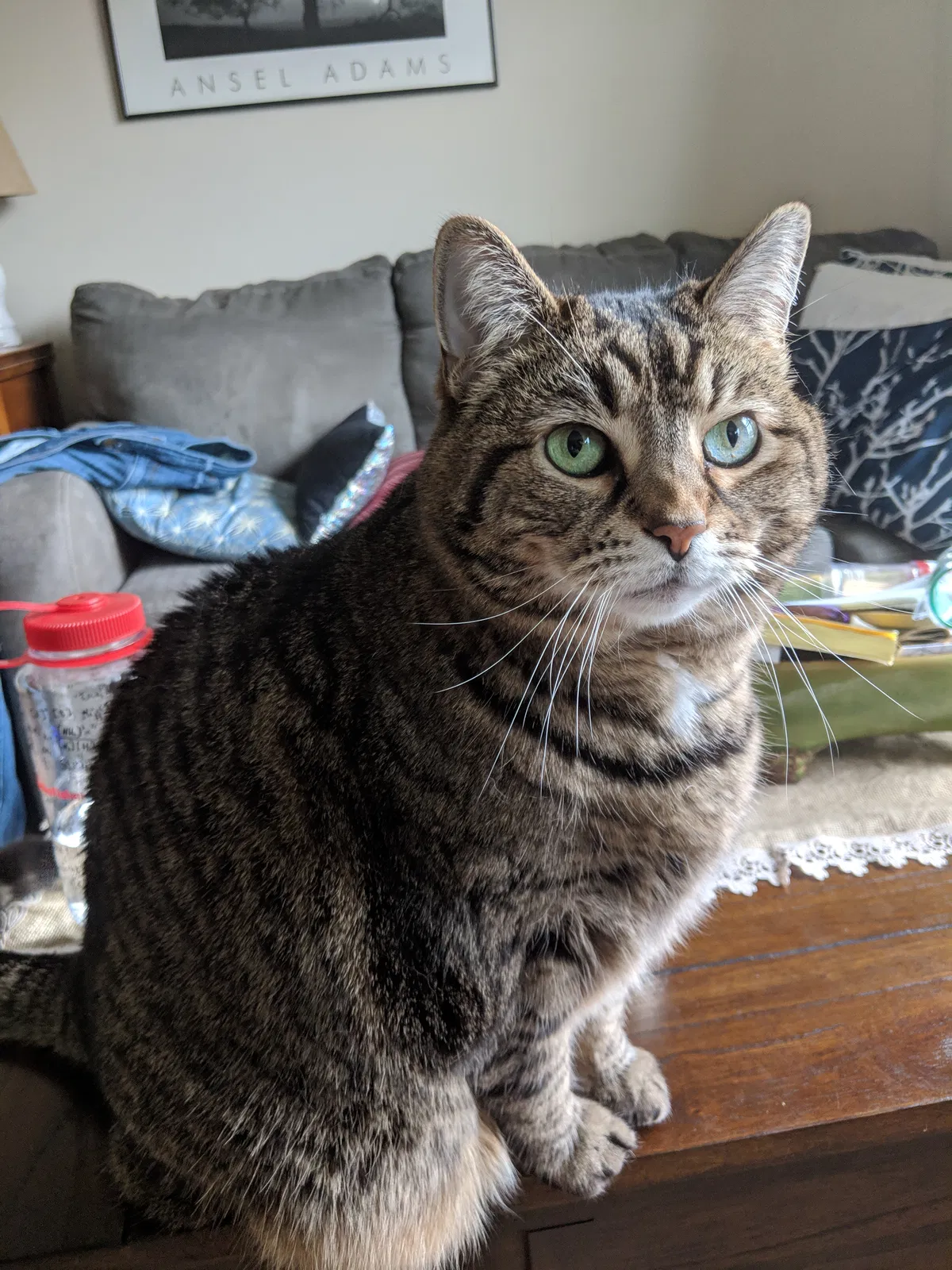 Lost cat in Whitewater, CA, 92282