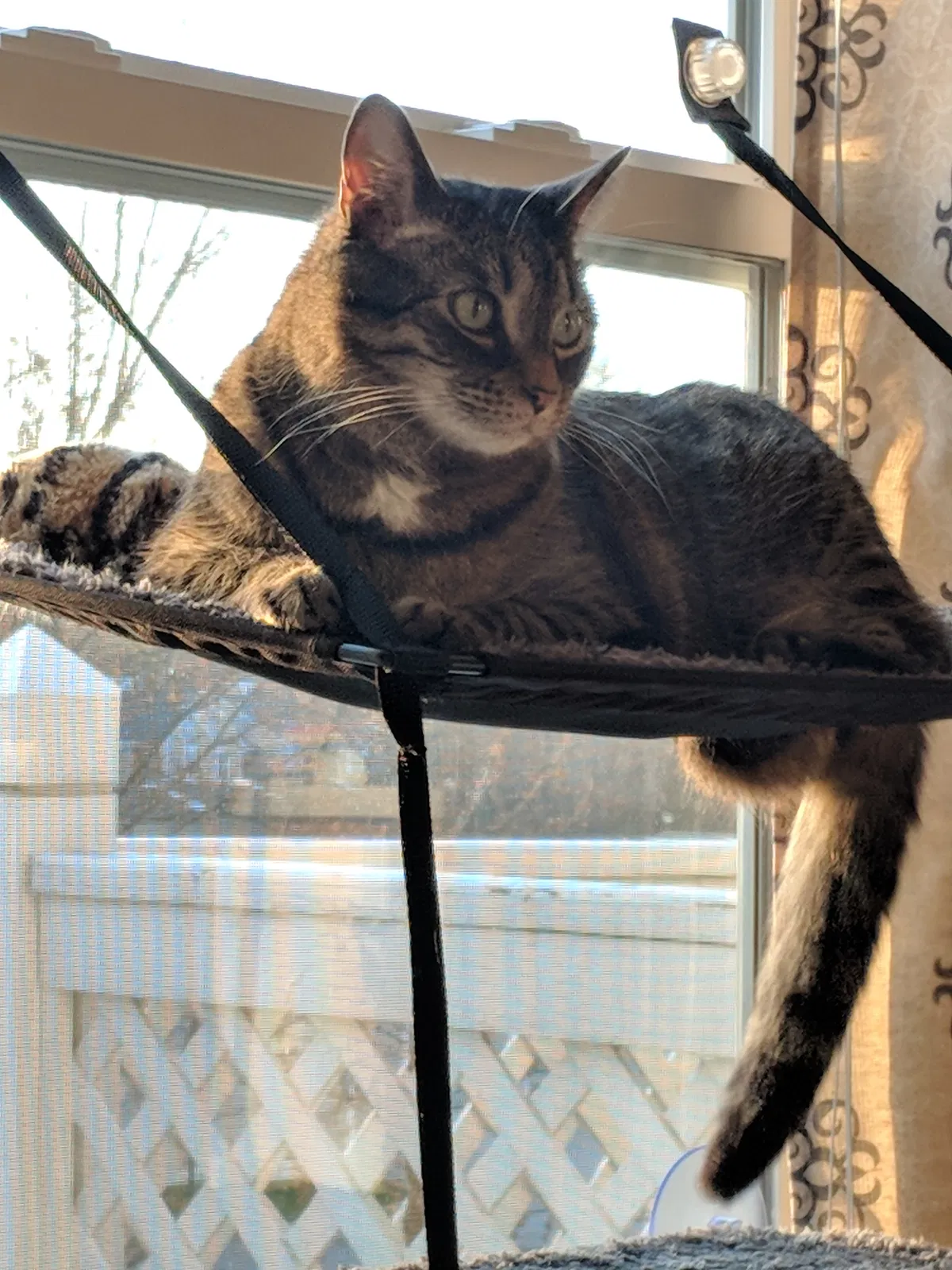 Lost cat in Whitewater, CA, 92282