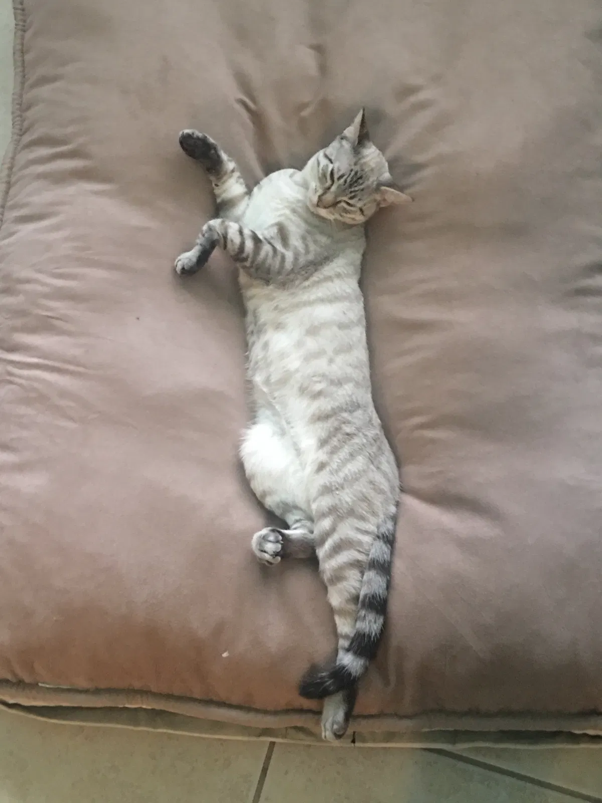 Lost cat in Denver, CO, 80228