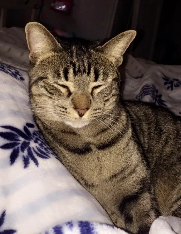 Lost cat in Marietta, GA, 30062