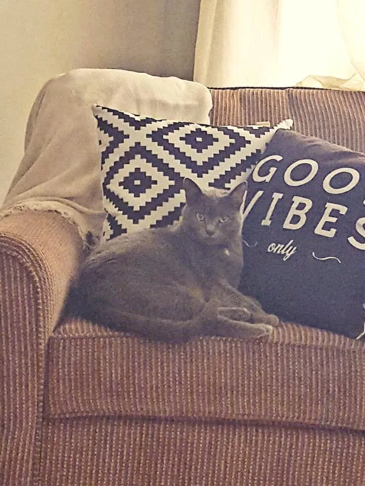 Lost cat in Pickerington, OH, 43147