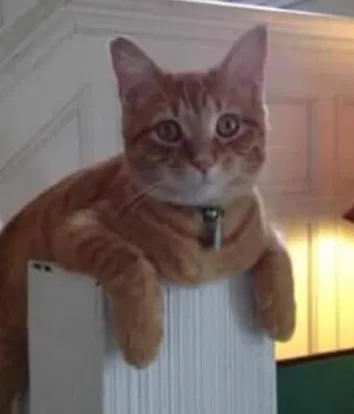 Lost cat in Kalamazoo, MI, 49007