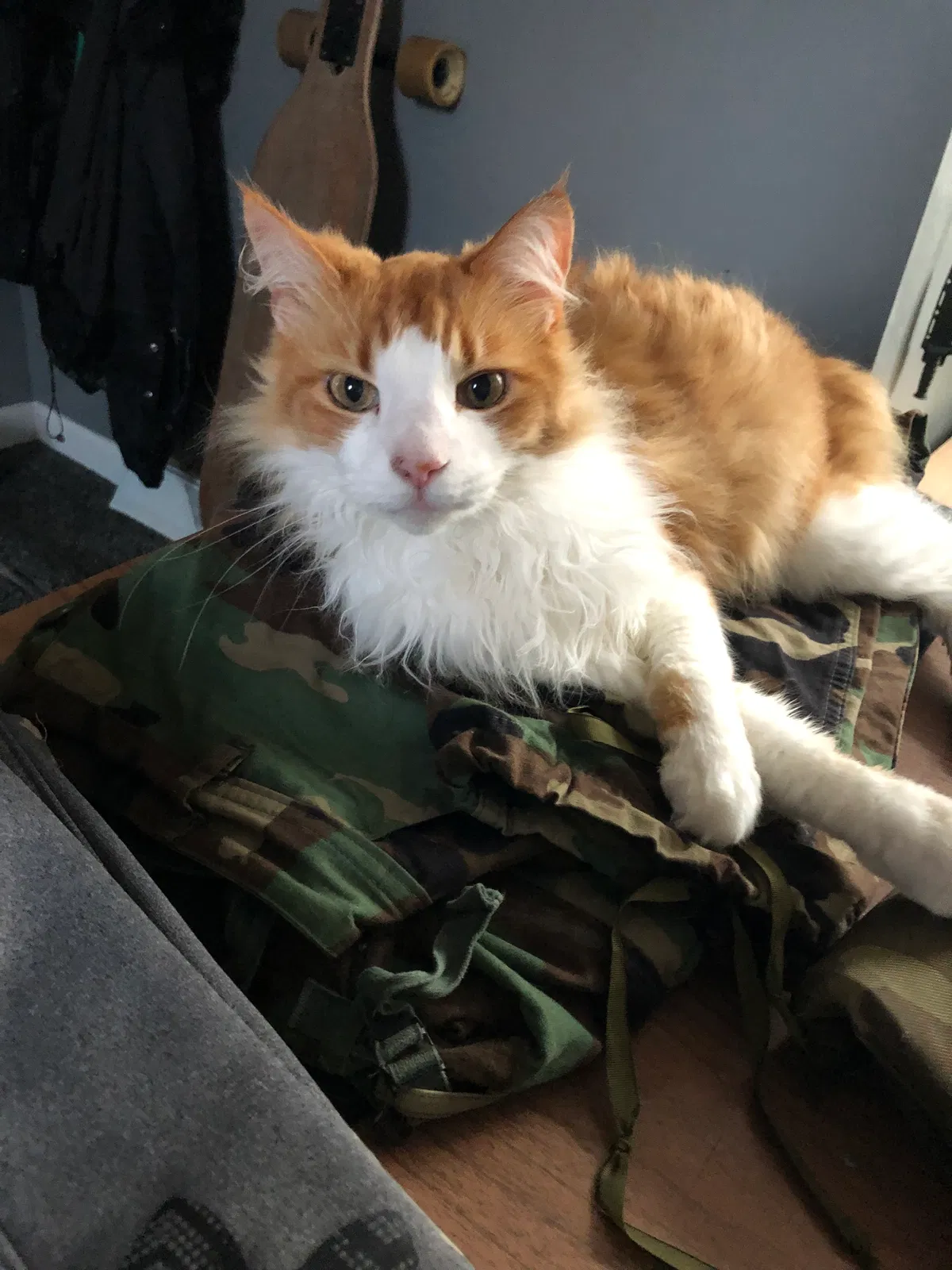Lost cat in Ithaca, NY, 14850