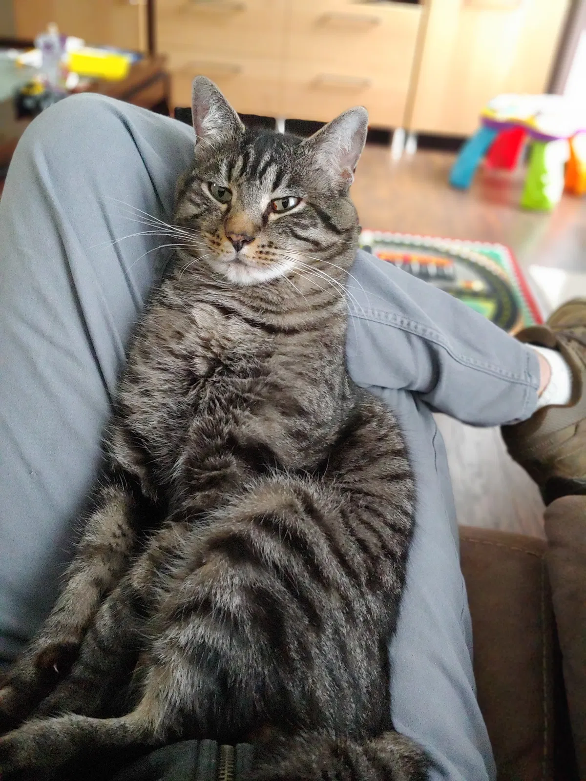 Lost cat in Woodstock, GA, 30188